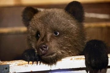 Живой уголок 9 • База отдыха ТРОИЦКОЕ